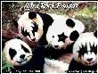 kiss-pandas.jpg